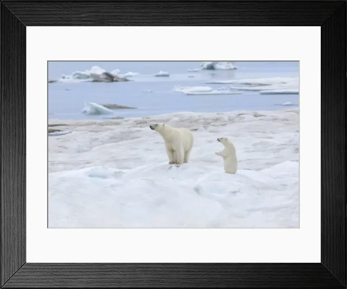 Framed Print : Mother polar bear with one cub (Ursus Maritimus), Wrangel Island, UNESCO World Heritage Site, Chuckchi Sea, Chukotka, Russian Far East, Russia, Eurasia Framed Print : Mother polar bear with one cub (Ursus Maritimus), Wrangel Island, UNESCO World Heritage Site, Chuckchi Sea, Chukotka, Russian Far East, Russia, Eurasia