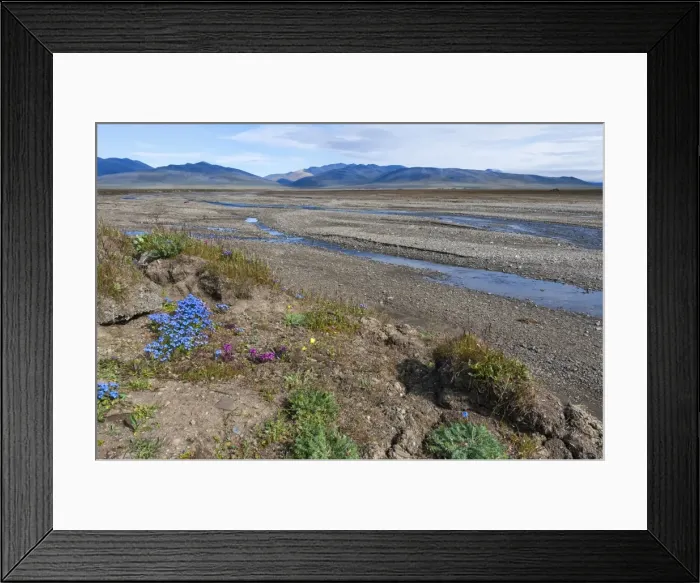 Framed Print : Riverbed near Doubtful village, Wrangel Island, UNESCO World Heritage Site, Chuckchi Sea, Chukotka, Russian Far East, Russia, Eurasia Framed Print : Riverbed near Doubtful village, Wrangel Island, UNESCO World Heritage Site, Chuckchi Sea, Chukotka, Russian Far East, Russia, Eurasia