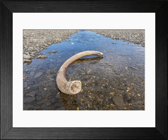 Framed Print : Mammoth tusk in a riverbed near Doubtful village, Wrangel Island, UNESCO World Heritage Site, Chuckchi Sea, Chukotka, Russian Far East, Russia, Eurasia Framed Print : Mammoth tusk in a riverbed near Doubtful village, Wrangel Island, UNESCO World Heritage Site, Chuckchi Sea, Chukotka, Russian Far East, Russia, Eurasia
