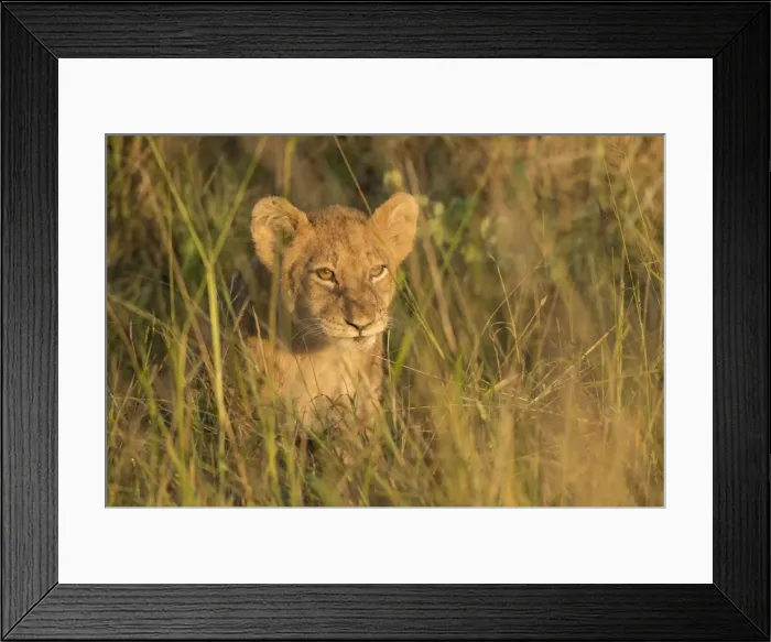 Framed Print : Lion cub, Kruger National Park, South Africa, Africa Framed Print : Lion cub, Kruger National Park, South Africa, Africa