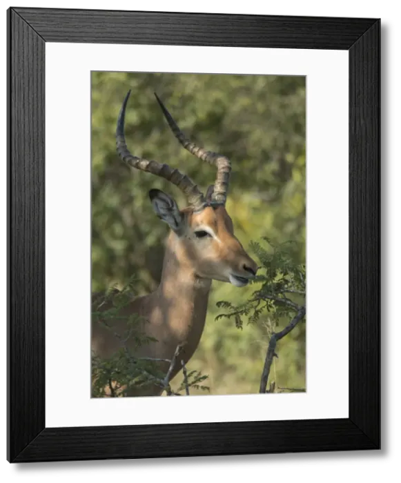 Framed Print : Male impala buck browsing on vegetation, Kruger National Park, South Africa, Africa Framed Print : Male impala buck browsing on vegetation, Kruger National Park, South Africa, Africa