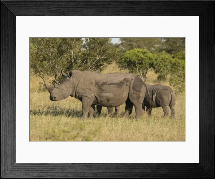 Framed Print : Mother and young white rhino, Kruger National Park, South Africa, Africa Framed Print : Mother and young white rhino, Kruger National Park, South Africa, Africa