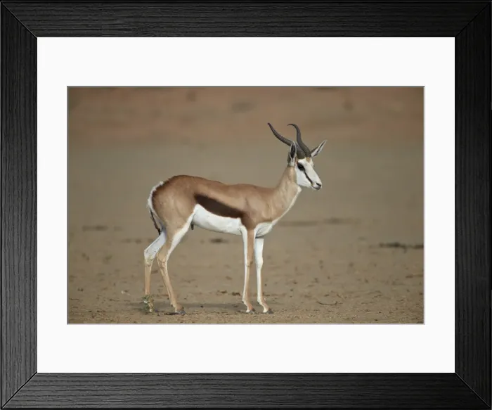 Framed Print : Springbok (Antidorcas marsupialis) buck, Kgalagadi Transfrontier Park, encompassing the former Kalahari Gemsbok National Park, South Africa, Africa Framed Print : Springbok (Antidorcas marsupialis) buck, Kgalagadi Transfrontier Park, encompassing the former Kalahari Gemsbok National Park, South Africa, Africa