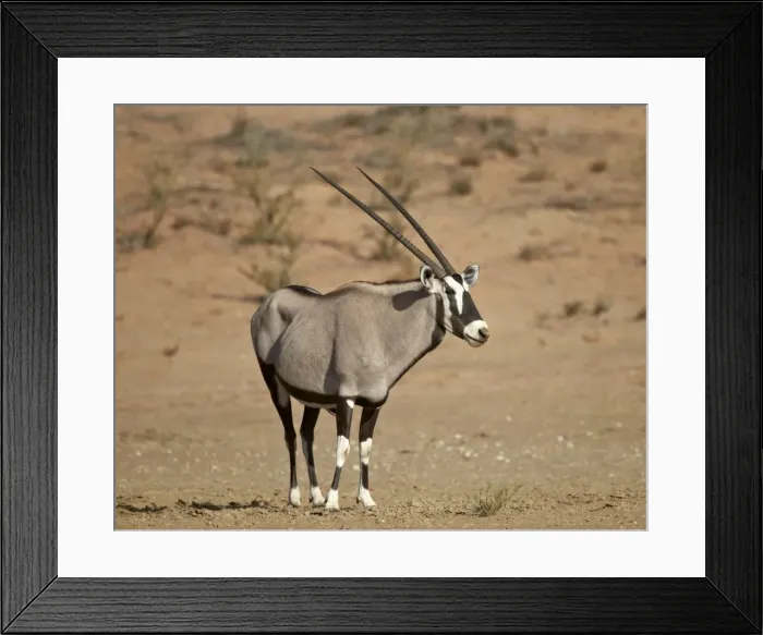 Framed Print : Gemsbok (South African oryx) (Oryx gazella), Kgalagadi Transfrontier Park, encompassing the former Kalahari Gemsbok National Park, South Africa, Africa Framed Print : Gemsbok (South African oryx) (Oryx gazella), Kgalagadi Transfrontier Park, encompassing the former Kalahari Gemsbok National Park, South Africa, Africa