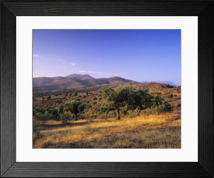 Framed Print : Olive trees at sunset, Ardales, Province Malaga, Andalusia, Spain, Europe Framed Print : Olive trees at sunset, Ardales, Province Malaga, Andalusia, Spain, Europe