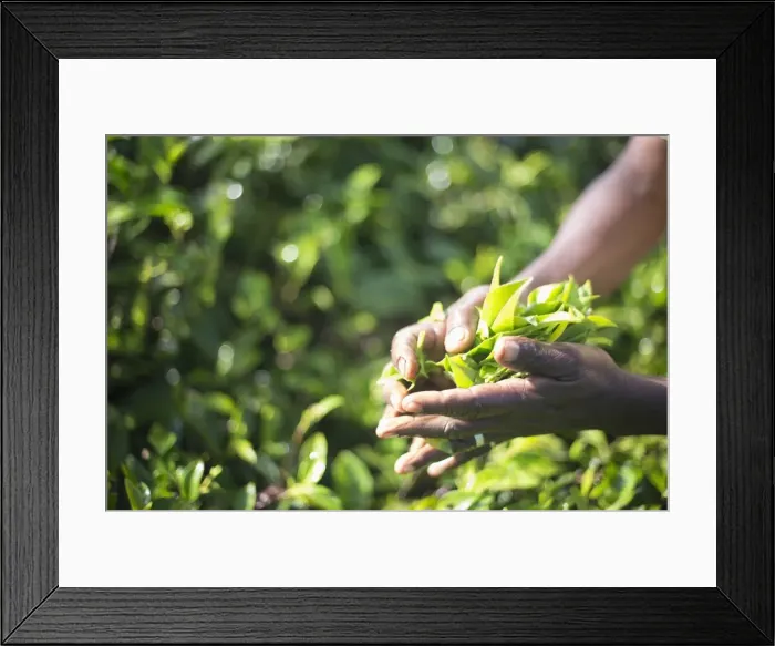 Framed Print : Hands of a tea picker picking tea in the Sri Lanka Central Highlands, Tea Country, Sri Lanka, Asia Framed Print : Hands of a tea picker picking tea in the Sri Lanka Central Highlands, Tea Country, Sri Lanka, Asia
