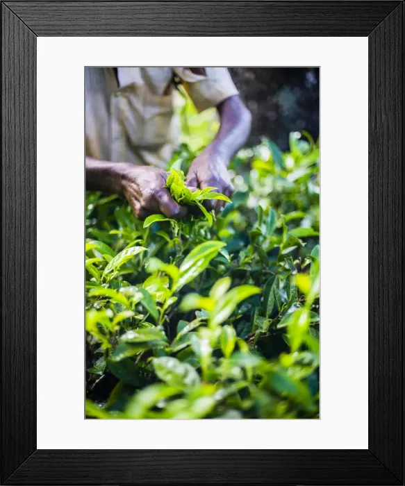 Framed Print : Hands of a tea picker picking tea in the Sri Lanka Central Highlands, Tea Country, Sri Lanka, Asia Framed Print : Hands of a tea picker picking tea in the Sri Lanka Central Highlands, Tea Country, Sri Lanka, Asia