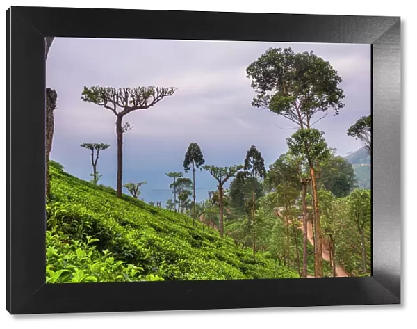 Tea plantation on a tea estate in Haputale, Nuwara Eliya District, Sri Lanka Hill Country, Sri Lanka, Asia