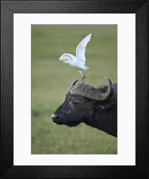 Framed Print : Cape buffalo (African buffalo) (Syncerus caffer) and cattle egret (Bubulcus ibis), Ngorongoro Crater, Tanzania, East Africa, Africa Framed Print : Cape buffalo (African buffalo) (Syncerus caffer) and cattle egret (Bubulcus ibis), Ngorongoro Crater, Tanzania, East Africa, Africa
