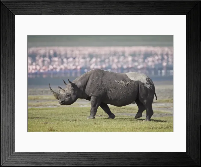 Framed Print : Black rhinoceros (hook-lipped rhinoceros) (Diceros bicornis), Ngorongoro Crater, Tanzania, East Africa, Africa Framed Print : Black rhinoceros (hook-lipped rhinoceros) (Diceros bicornis), Ngorongoro Crater, Tanzania, East Africa, Africa