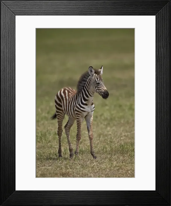 Framed Print : Common zebra (plains zebra) (Burchells zebra) (Equus burchelli) colt, Ngorongoro Crater, Tanzania, East Africa, Africa Framed Print : Common zebra (plains zebra) (Burchells zebra) (Equus burchelli) colt, Ngorongoro Crater, Tanzania, East Africa, Africa
