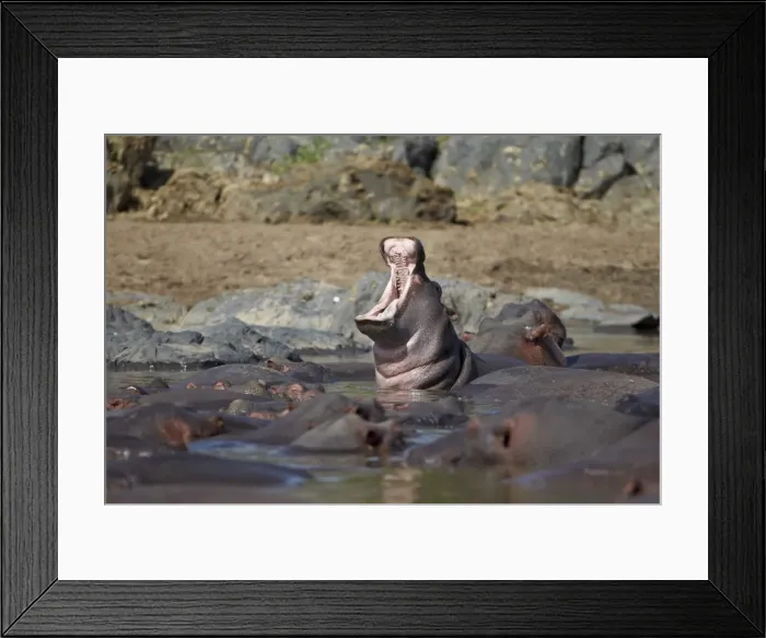Framed Print : Hippopotamus (Hippopotamus amphibius) yawning, Serengeti National Park, Tanzania, East Africa, Africa Framed Print : Hippopotamus (Hippopotamus amphibius) yawning, Serengeti National Park, Tanzania, East Africa, Africa
