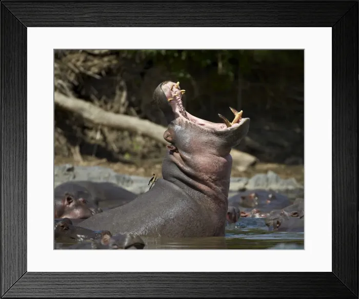 Framed Print : Hippopotamus (Hippopotamus amphibius) yawning, Serengeti National Park, Tanzania, East Africa, Africa Framed Print : Hippopotamus (Hippopotamus amphibius) yawning, Serengeti National Park, Tanzania, East Africa, Africa