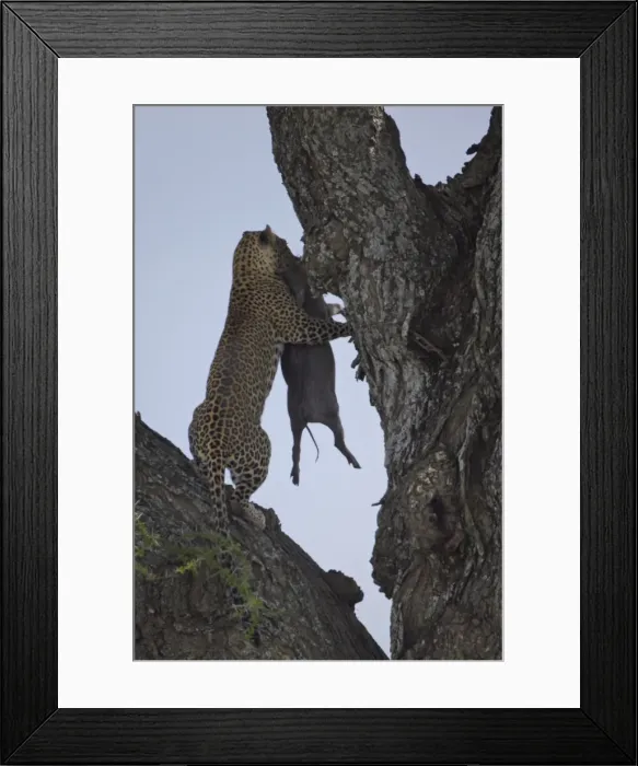 Framed Print : Leopard (Panthera pardus) carrying a warthog, Serengeti National Park, Tanzania, East Africa, Africa Framed Print : Leopard (Panthera pardus) carrying a warthog, Serengeti National Park, Tanzania, East Africa, Africa