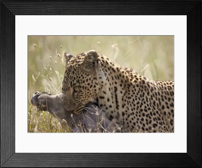 Framed Print : Leopard (Panthera pardus) carrying a warthog, Serengeti National Park, Tanzania, East Africa, Africa Framed Print : Leopard (Panthera pardus) carrying a warthog, Serengeti National Park, Tanzania, East Africa, Africa