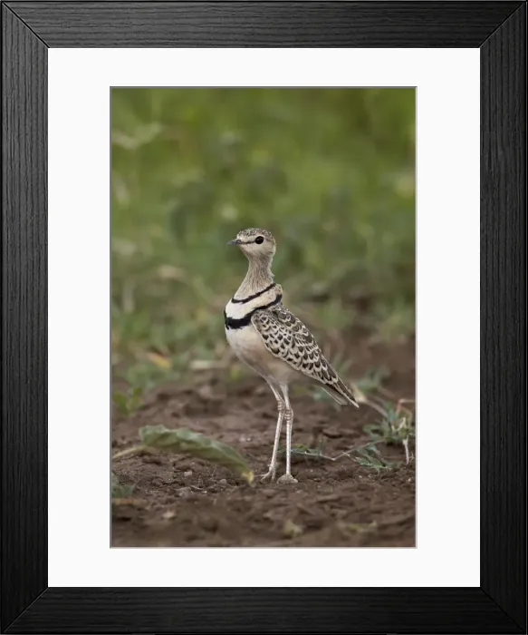 Framed Print : Two-banded courser (double-banded courser) (Rhinoptilus africanus), Serengeti National Park, Tanzania, East Africa, Africa Framed Print : Two-banded courser (double-banded courser) (Rhinoptilus africanus), Serengeti National Park, Tanzania, East Africa, Africa