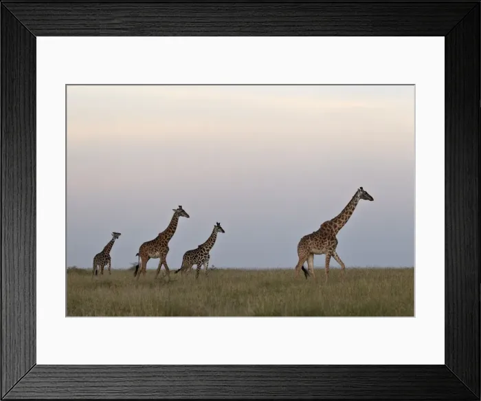 Framed Print : Four Masai giraffe (Giraffa camelopardalis tippelskirchi), Serengeti National Park, Tanzania, East Africa, Africa Framed Print : Four Masai giraffe (Giraffa camelopardalis tippelskirchi), Serengeti National Park, Tanzania, East Africa, Africa
