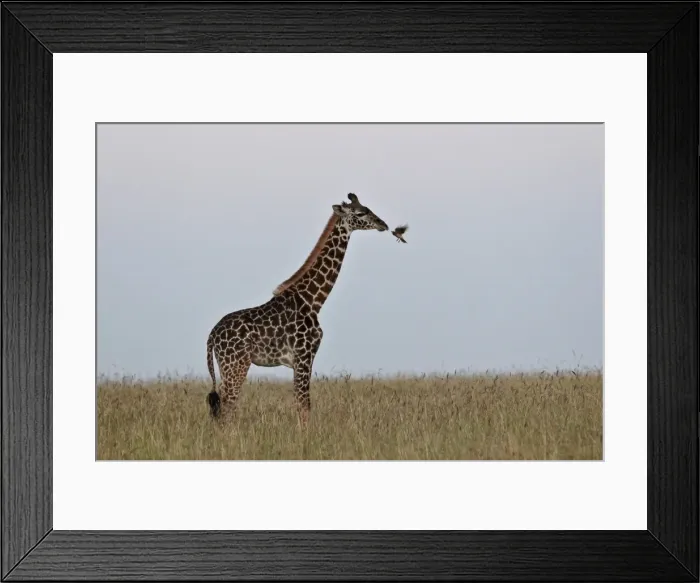 Framed Print : Masai giraffe (Giraffa camelopardalis tippelskirchi) and yellow-billed oxpecker (Buphagus africanus), Serengeti National Park, Tanzania, East Africa, Africa Framed Print : Masai giraffe (Giraffa camelopardalis tippelskirchi) and yellow-billed oxpecker (Buphagus africanus), Serengeti National Park, Tanzania, East Africa, Africa