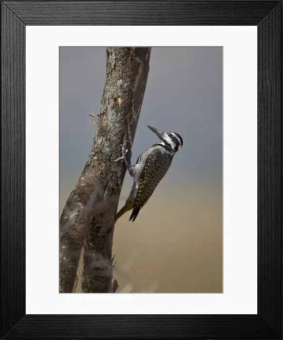 Framed Print : Female bearded woodpecker (Dendropicos namaquus), Serengeti National Park, Tanzania, East Africa, Africa Framed Print : Female bearded woodpecker (Dendropicos namaquus), Serengeti National Park, Tanzania, East Africa, Africa