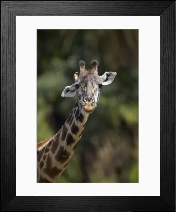 Framed Print : Masai giraffe (Giraffa camelopardalis tippelskirchi) with a red-billed oxpecker (Buphagus erythrorhynchus), Serengeti National Park, Tanzania, East Africa, Africa Framed Print : Masai giraffe (Giraffa camelopardalis tippelskirchi) with a red-billed oxpecker (Buphagus erythrorhynchus), Serengeti National Park, Tanzania, East Africa, Africa