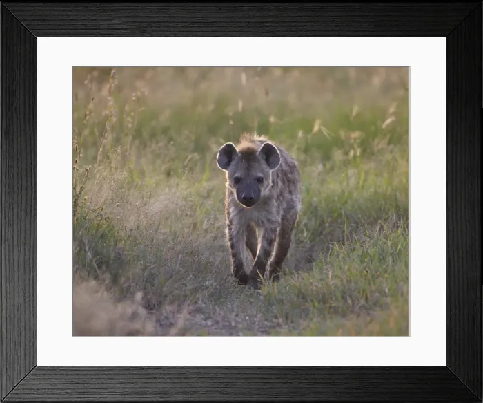 Framed Print : Spotted hyena (spotted hyaena) (Crocuta crocuta), Serengeti National Park, Tanzania, East Africa, Africa Framed Print : Spotted hyena (spotted hyaena) (Crocuta crocuta), Serengeti National Park, Tanzania, East Africa, Africa