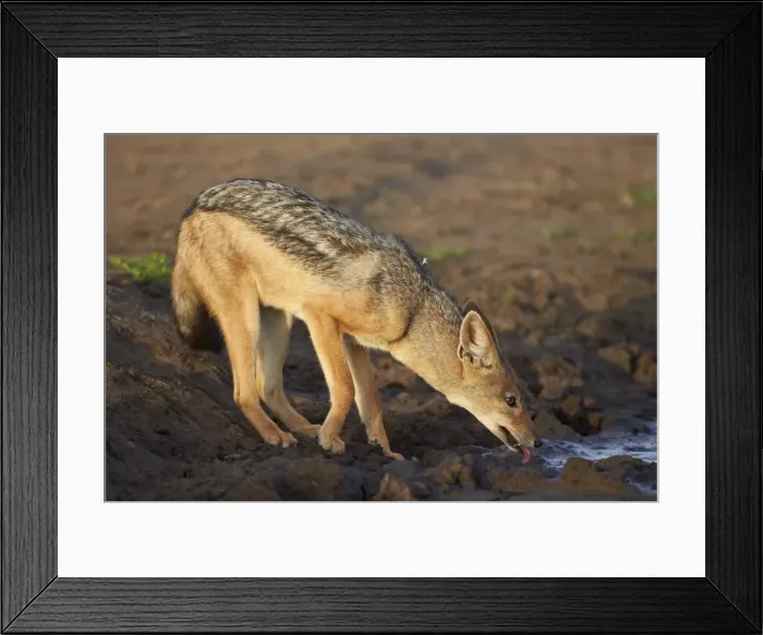 Framed Print : Black-backed jackal (silver-backed jackal) (Canis mesomelas) drinking, Serengeti National Park, Tanzania, East Africa, Africa Framed Print : Black-backed jackal (silver-backed jackal) (Canis mesomelas) drinking, Serengeti National Park, Tanzania, East Africa, Africa