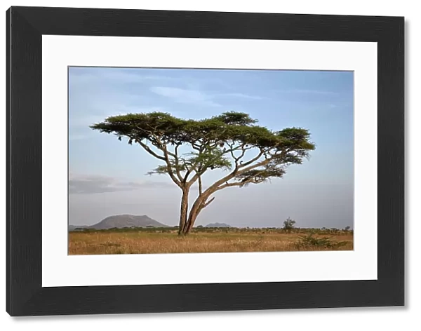 Acacia tree, Serengeti National Park, Tanzania, East Africa, Africa