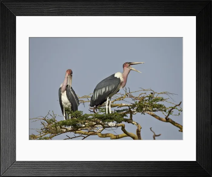 Framed Print : Marabou stork (Leptoptilos crumeniferus), Serengeti National Park, Tanzania, East Africa, Africa Framed Print : Marabou stork (Leptoptilos crumeniferus), Serengeti National Park, Tanzania, East Africa, Africa
