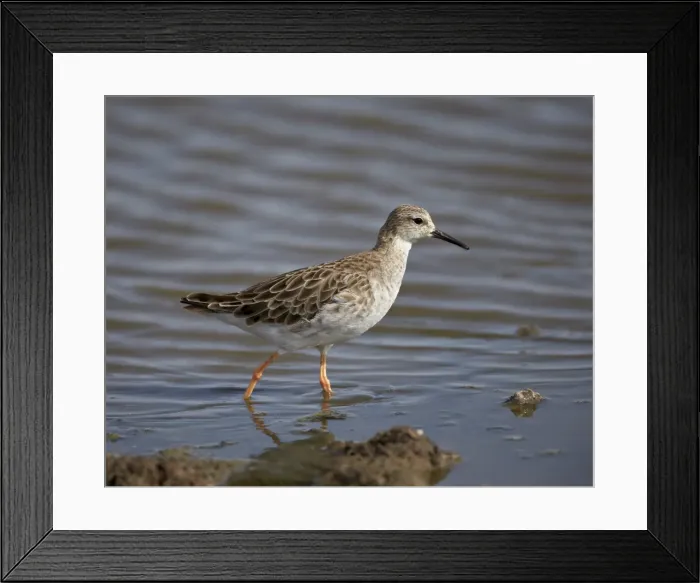 Framed Print : Ruff (Philomachus pugnax), Serengeti National Park, Tanzania, East Africa, Africa Framed Print : Ruff (Philomachus pugnax), Serengeti National Park, Tanzania, East Africa, Africa