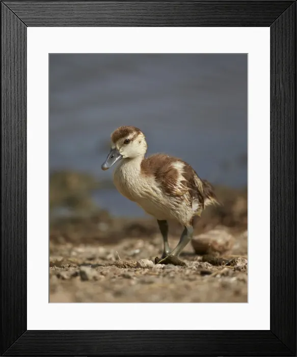 Framed Print : Egyptian goose (Alopochen aegyptiacus) gosling, Serengeti National Park, Tanzania, East Africa, Africa Framed Print : Egyptian goose (Alopochen aegyptiacus) gosling, Serengeti National Park, Tanzania, East Africa, Africa