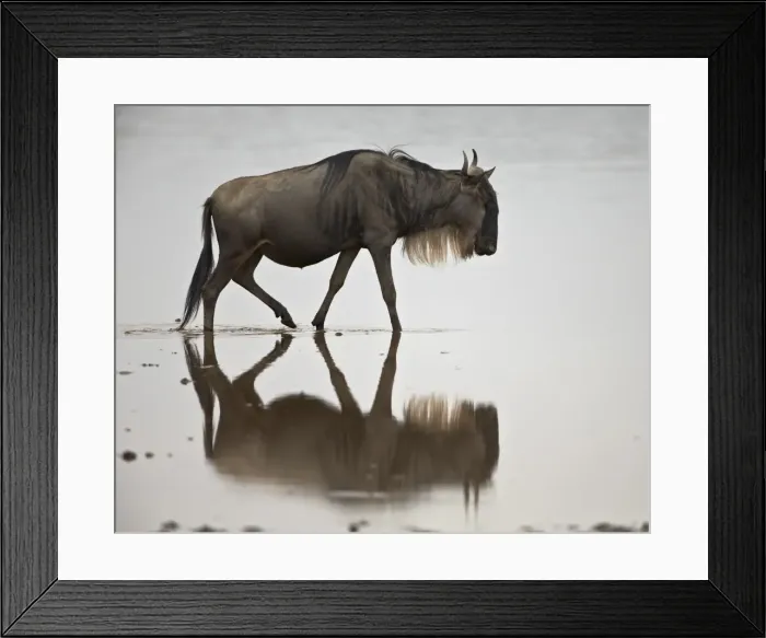 Framed Print : Blue wildebeest (brindled gnu) (Connochaetes taurinus) in the water, Serengeti National Park, Tanzania, East Africa, Africa Framed Print : Blue wildebeest (brindled gnu) (Connochaetes taurinus) in the water, Serengeti National Park, Tanzania, East Africa, Africa