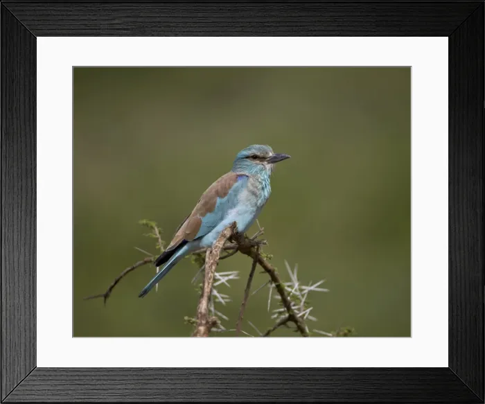 Framed Print : European roller (Coracias garrulus), Serengeti National Park, Tanzania, East Africa, Africa Framed Print : European roller (Coracias garrulus), Serengeti National Park, Tanzania, East Africa, Africa