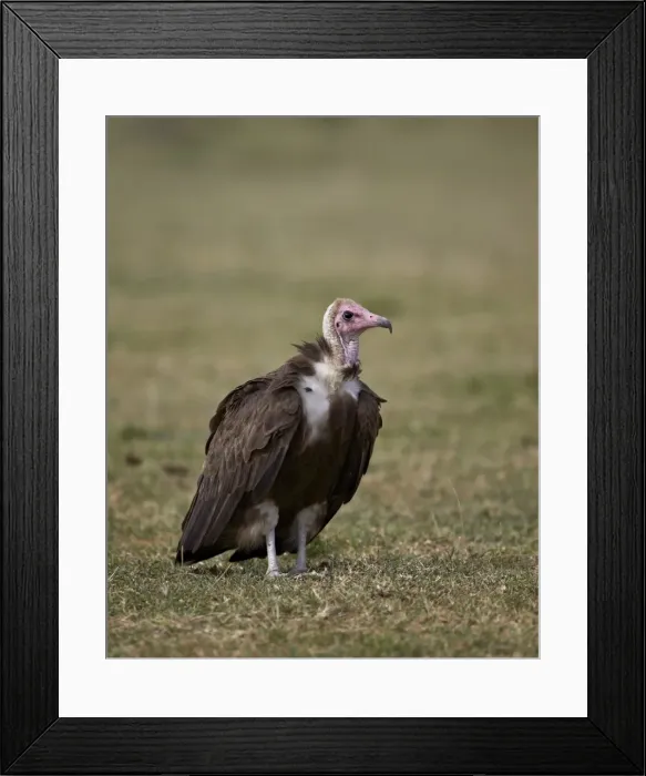 Framed Print : Hooded vulture (Necrosyrtes monachus), Serengeti National Park, Tanzania, East Africa, Africa Framed Print : Hooded vulture (Necrosyrtes monachus), Serengeti National Park, Tanzania, East Africa, Africa