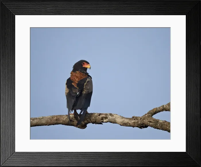 Framed Print : Bateleur (Terathopius ecaudatus), Serengeti National Park, Tanzania, East Africa, Africa