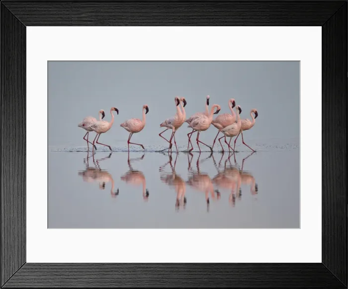Framed Print : Lesser flamingo (Phoeniconaias minor) group, Serengeti National Park, Tanzania, East Africa, Africa
