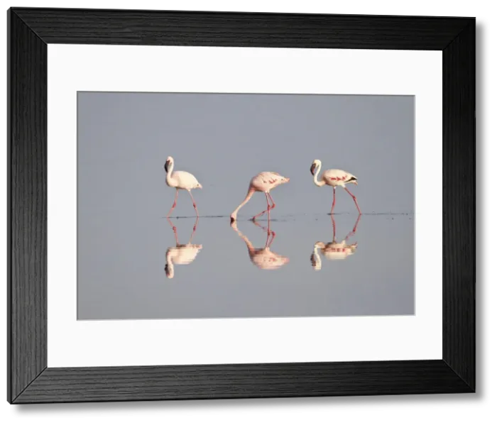 Framed Print : Line of lesser flamingo (Phoeniconaias minor), Serengeti National Park, Tanzania, East Africa, Africa Framed Print : Line of lesser flamingo (Phoeniconaias minor), Serengeti National Park, Tanzania, East Africa, Africa