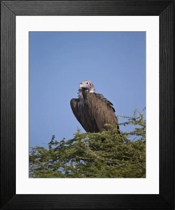 Framed Print : Lappet-faced vulture (Torgos tracheliotus), Serengeti National Park, Tanzania, East Africa, Africa Framed Print : Lappet-faced vulture (Torgos tracheliotus), Serengeti National Park, Tanzania, East Africa, Africa