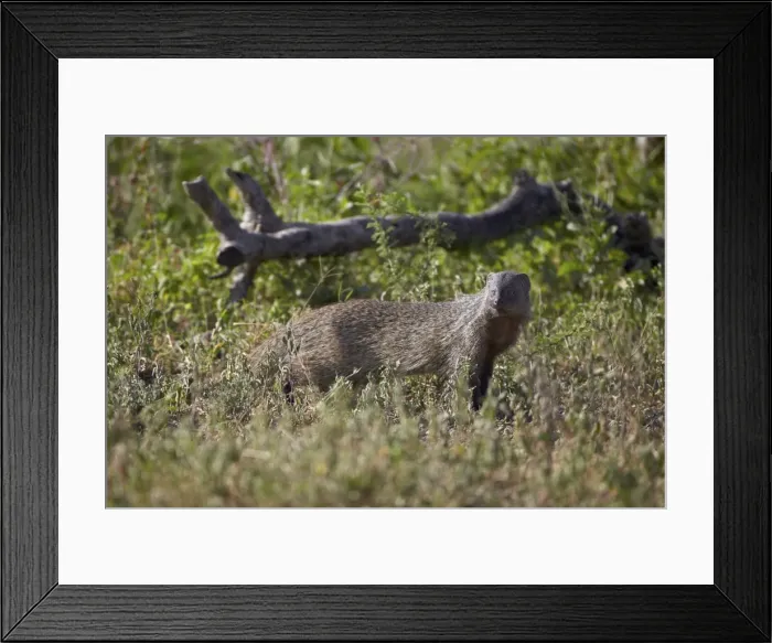 Framed Print : Marsh mongoose (water mongoose) (Atilax paludinosus), Serengeti National Park, Tanzania, East Africa, Africa Framed Print : Marsh mongoose (water mongoose) (Atilax paludinosus), Serengeti National Park, Tanzania, East Africa, Africa