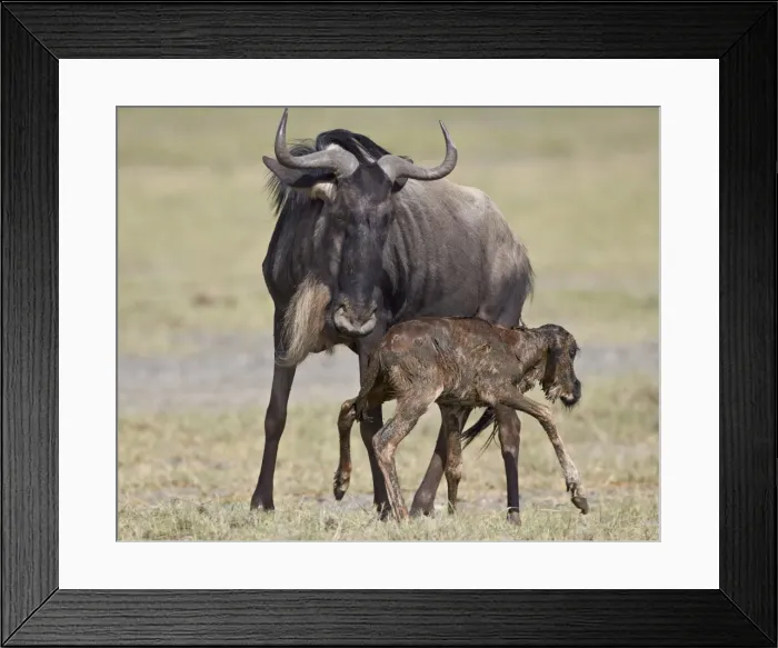 Framed Print : Just-born blue wildebeest (brindled gnu) (Connochaetes taurinus) standing for the first time, Serengeti National Park, Tanzania, East Africa, Africa Framed Print : Just-born blue wildebeest (brindled gnu) (Connochaetes taurinus) standing for the first time, Serengeti National Park, Tanzania, East Africa, Africa