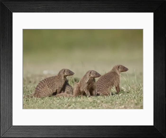 Framed Print : Banded mongoose (Mungos mungo), Serengeti National Park, Tanzania, East Africa, Africa Framed Print : Banded mongoose (Mungos mungo), Serengeti National Park, Tanzania, East Africa, Africa