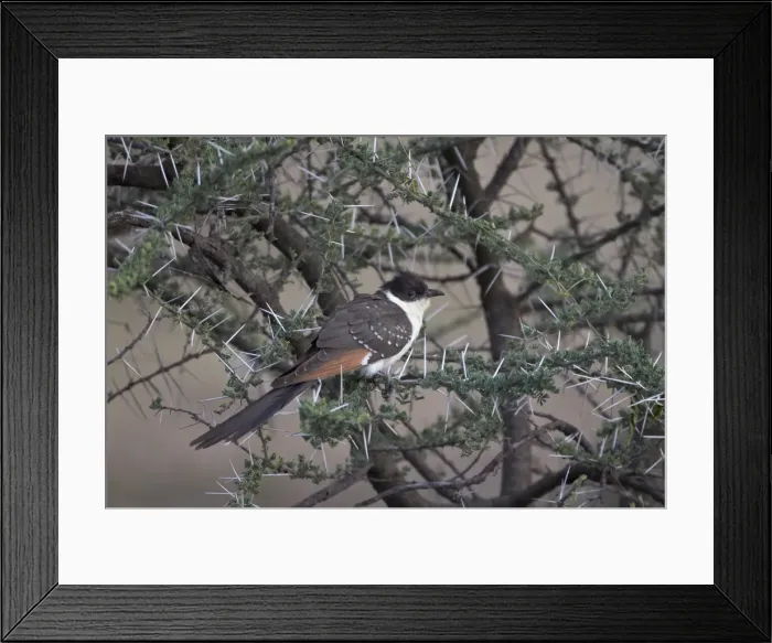 Framed Print : Immature great spotted cuckoo (Clamator glandarius), Serengeti National Park, Tanzania, East Africa, Africa Framed Print : Immature great spotted cuckoo (Clamator glandarius), Serengeti National Park, Tanzania, East Africa, Africa