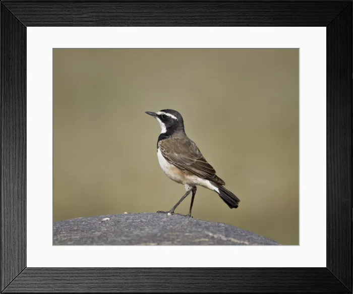 Framed Print : Capped wheatear (Oenanthe pileata), Serengeti National Park, Tanzania, East Africa, Africa Framed Print : Capped wheatear (Oenanthe pileata), Serengeti National Park, Tanzania, East Africa, Africa