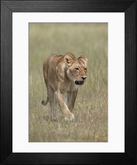 Framed Print : Lioness (Panthera leo), Serengeti National Park, Tanzania, East Africa, Africa Framed Print : Lioness (Panthera leo), Serengeti National Park, Tanzania, East Africa, Africa