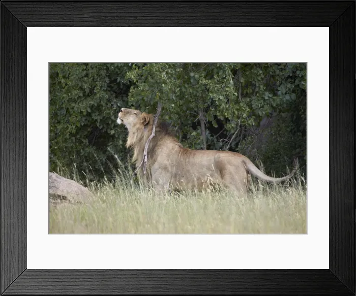 Framed Print : Lion (Panthera leo) scratching and marking territory, Serengeti National Park, Tanzania, East Africa, Africa
