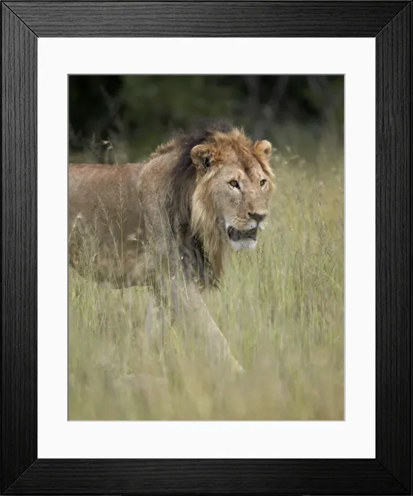 Framed Print : Lion (Panthera leo), Serengeti National Park, Tanzania, East Africa, Africa Framed Print : Lion (Panthera leo), Serengeti National Park, Tanzania, East Africa, Africa