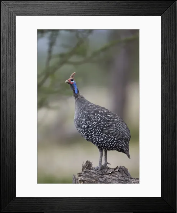 Framed Print : Helmeted guineafowl (Numida meleagris), Serengeti National Park, Tanzania, East Africa, Africa Framed Print : Helmeted guineafowl (Numida meleagris), Serengeti National Park, Tanzania, East Africa, Africa