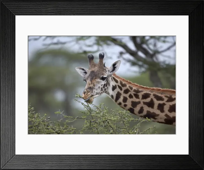 Framed Print : Masai giraffe (Giraffa camelopardalis tippelskirchi) eating, Serengeti National Park, Tanzania, East Africa, Africa Framed Print : Masai giraffe (Giraffa camelopardalis tippelskirchi) eating, Serengeti National Park, Tanzania, East Africa, Africa