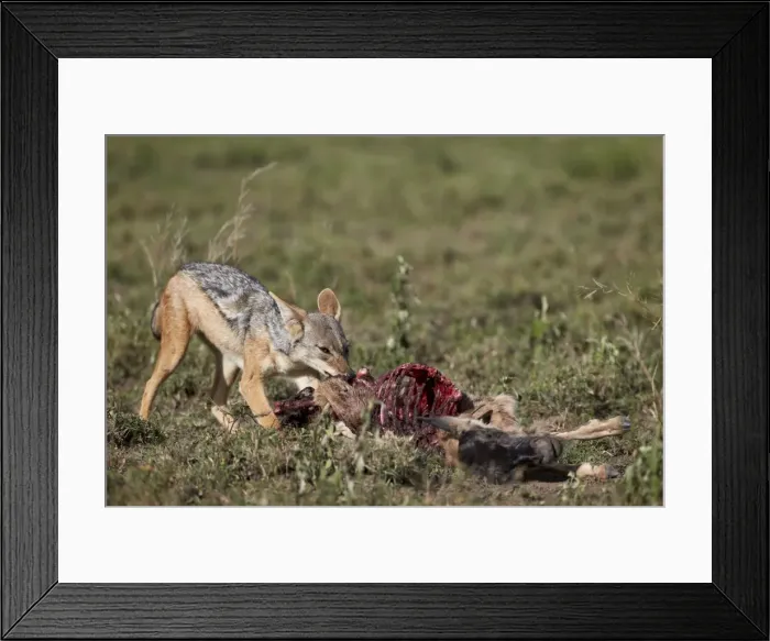 Framed Print : Black-backed jackal (silver-backed jackal) (Canis mesomelas) at a blue wildebeest calf kill, Serengeti National Park, Tanzania, East Africa, Africa Framed Print : Black-backed jackal (silver-backed jackal) (Canis mesomelas) at a blue wildebeest calf kill, Serengeti National Park, Tanzania, East Africa, Africa