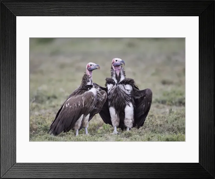 Framed Print : Lappet-faced vulture (Torgos tracheliotus) pair, Serengeti National Park, Tanzania, East Africa, Africa Framed Print : Lappet-faced vulture (Torgos tracheliotus) pair, Serengeti National Park, Tanzania, East Africa, Africa