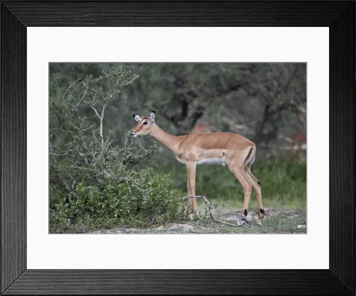 Framed Print : Impala (Aepyceros melampus) doe eating, Serengeti National Park, Tanzania, East Africa, Africa Framed Print : Impala (Aepyceros melampus) doe eating, Serengeti National Park, Tanzania, East Africa, Africa